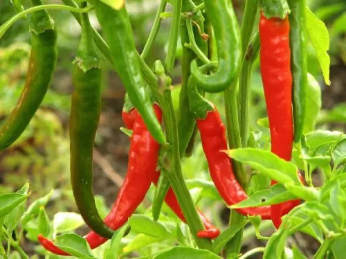 Clovers Garden Thai Gong Bao Dragon Hot Pepper Plant with elongated peppers