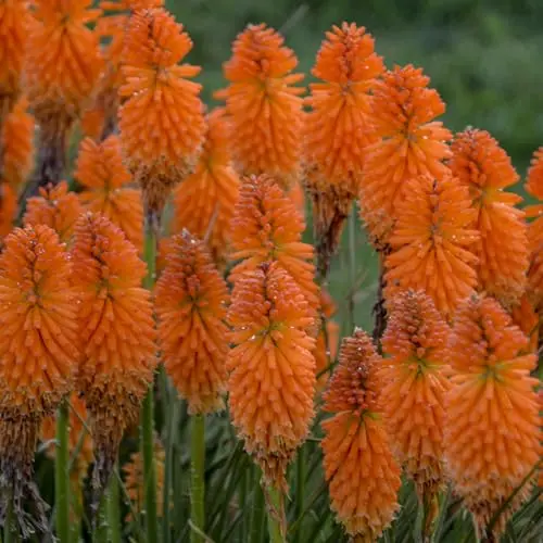Kniphofia Red Hot Poker plant with bright orange flower spikes